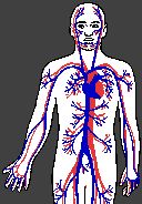 Les antioxydants de synthése