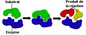 Enzymes