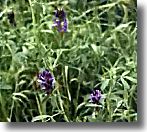 De la luzerne. vitamine K